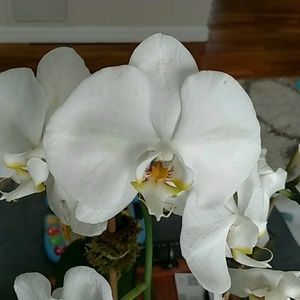 Meet your Posher, Kara